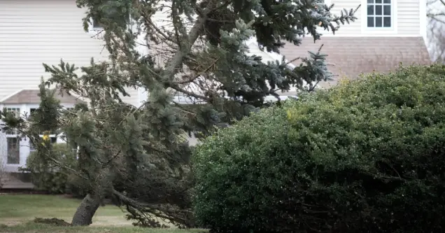 Toppled evergreen leaning across a hedge in a front yard beside a house, its trunk snapped at the base