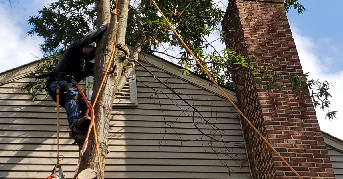 Alvarado Landscaping removing a tree from a residential property in Fredericksburg, Virginia