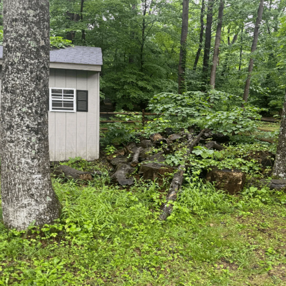 Cut logs and stumps piled along a wooded property line beside a small garden shed