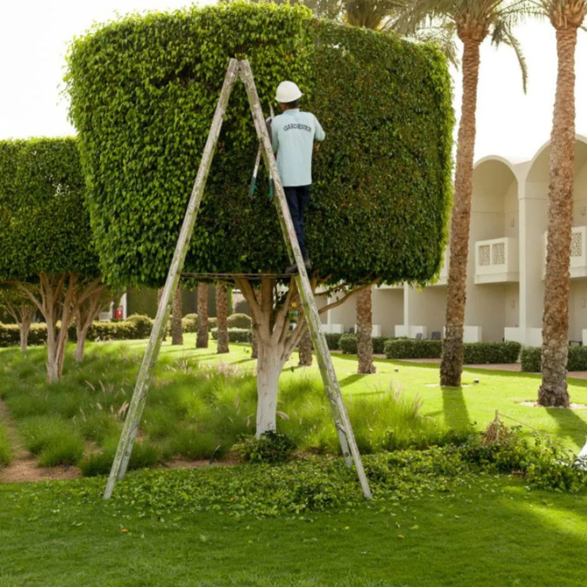 Worker on a stepladder shaping a large squared hedge, with palms and a building behind