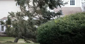 Toppled evergreen leaning across a hedge in a front yard beside a house, its trunk snapped at the base
