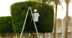 Alvarado Landscaping trimming and removing overgrown shrubs in Fredericksburg, Virginia