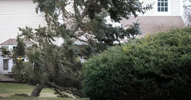 Toppled evergreen leaning across a hedge in a front yard beside a house, its trunk snapped at the base